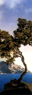 arbre.jpg (23721 octets)